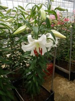 [5264 Casa Blanca A1 No01.JPG]